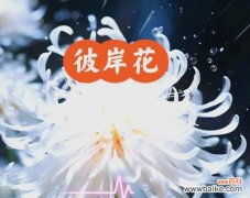 白色彼岸花爱情的寓意是什么？它在爱情中代表什么？