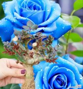 蓝色幽灵花象征着什么？它有什么特别的含义吗？