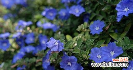 蓝色幽灵花象征着什么?它有什么特别的含义吗?