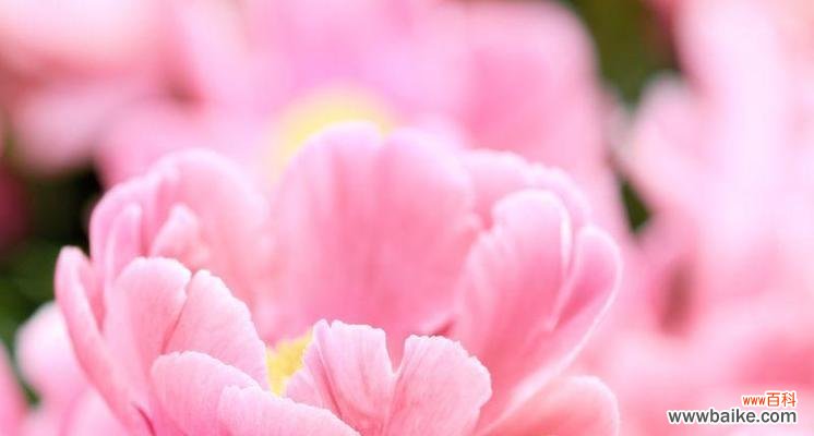 粉色花朵的寓意和象征是什么?