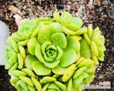 粉红百合手捧花代表什么？它的寓意是什么？