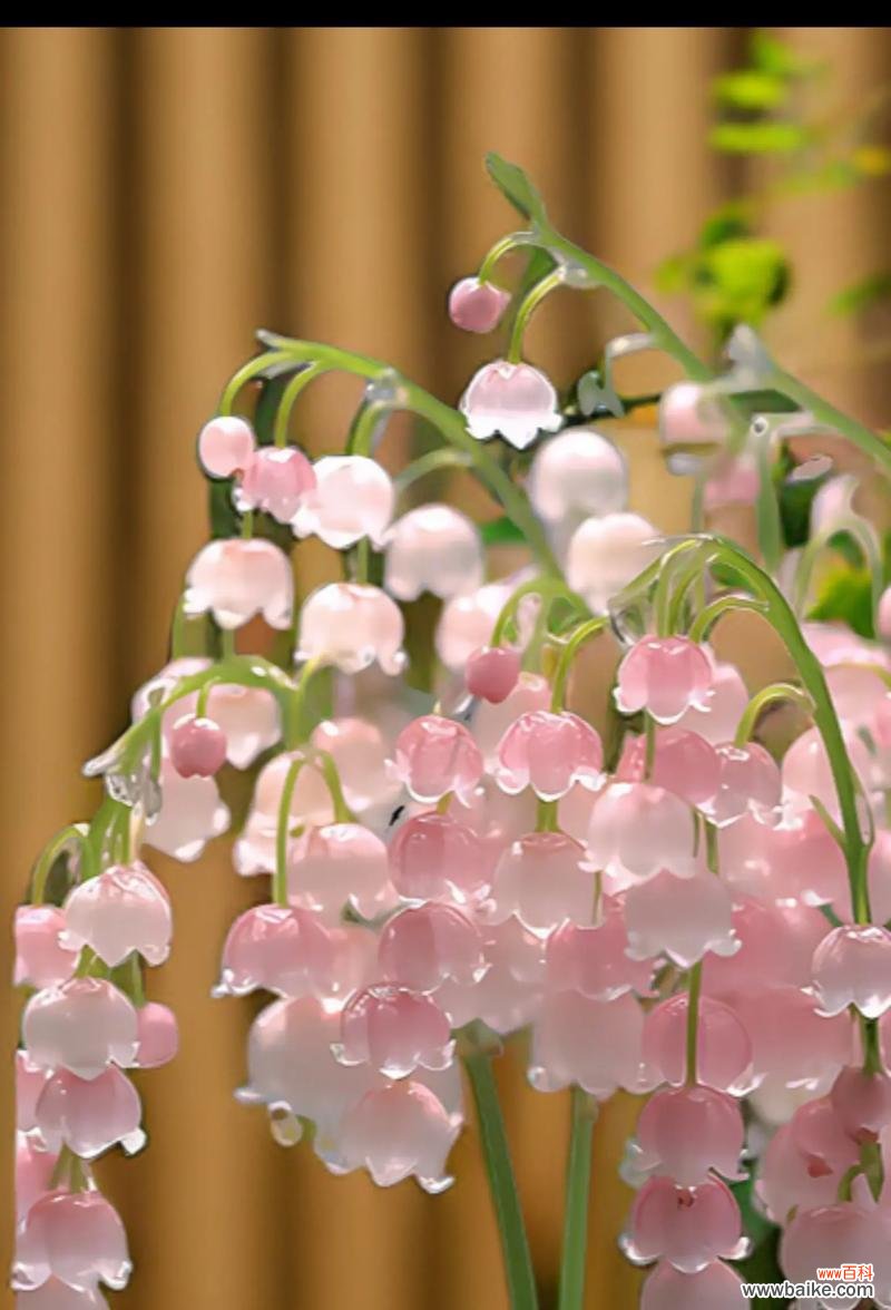 哪些花象征着幸福？它们的花语是什么？