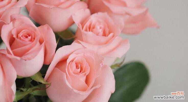 探寻玫瑰花的花语与象征 花色代表的花语——玫瑰花的浪漫之意