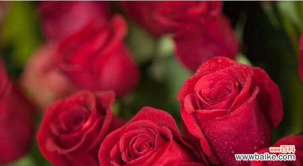 探寻玫瑰花的花语与象征 花色代表的花语——玫瑰花的浪漫之意