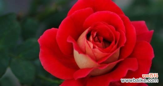 探寻玫瑰花所代表的情感和价值观 玫瑰花的象征意义