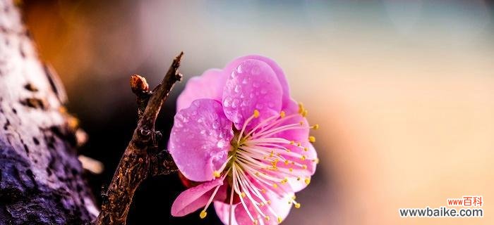 追寻永恒的梅花美 梅花之美