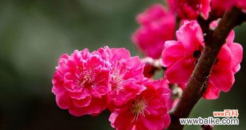 揭示梅花花语的神秘面纱 梅花花语的深层含义