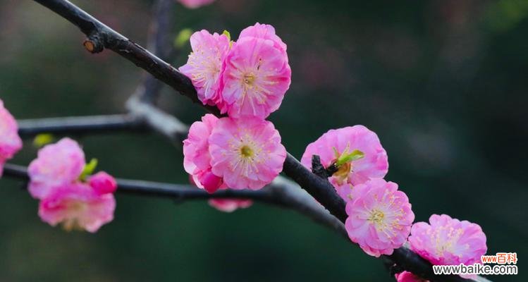 梅花的美丽与坚韧 梅花与高尚品质