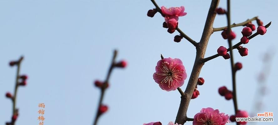 冬日梅花 冬日梅花的坚韧与美丽