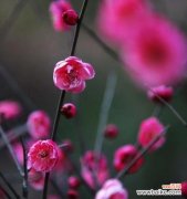 冬日梅花 冬日梅花的坚韧与美丽