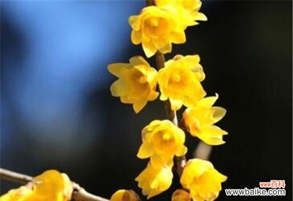 探寻梅花的象征意义和表达方式 梅花的寓意与花语