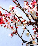 寒冬中的瑞雪 梅花