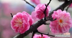 探索梅花背后的深刻寓意 梅花的象征意义及美丽寓意