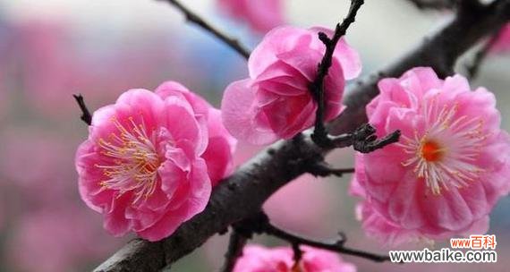 探索梅花背后的深刻寓意 梅花的象征意义及美丽寓意