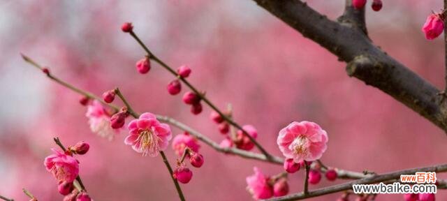 探索梅花背后的深刻寓意 梅花的象征意义及美丽寓意