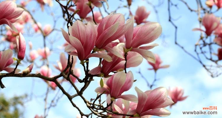 追求吉祥与繁荣的红玉兰之美 红玉兰的寓意与象征风水