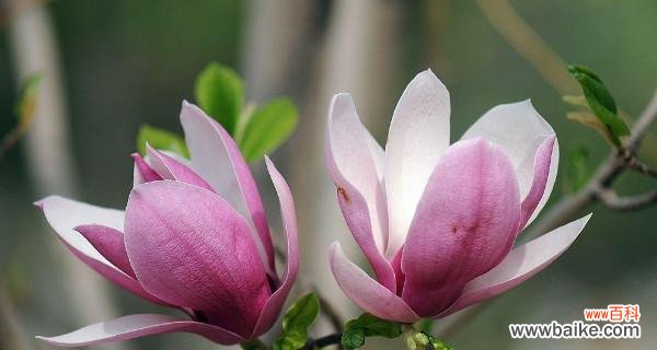 追求吉祥与繁荣的红玉兰之美 红玉兰的寓意与象征风水