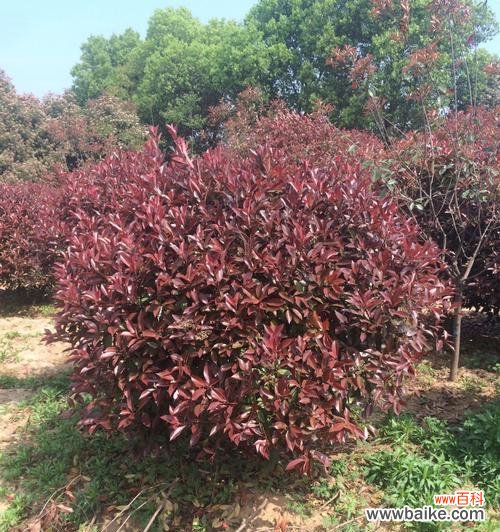 红叶石楠的美丽与繁荣给生活带来的好运 红叶石楠的风水寓意与摆放位置