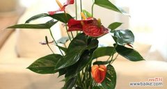 红掌寓意的祥瑞与福运 红掌的象征意义与风水寓意