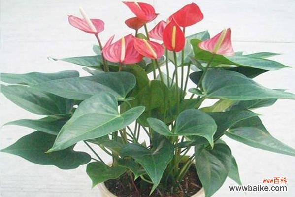 红掌寓意的祥瑞与福运 红掌的象征意义与风水寓意