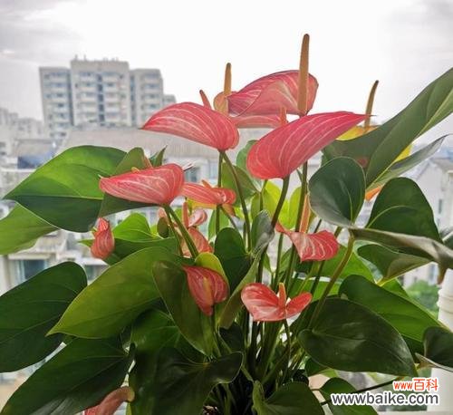 红掌风水的影响力与传统文化价值 红掌风水的祥瑞寓意与作用