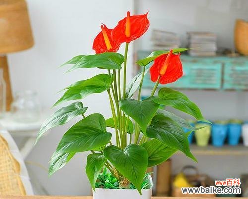 红掌风水的影响力与传统文化价值 红掌风水的祥瑞寓意与作用