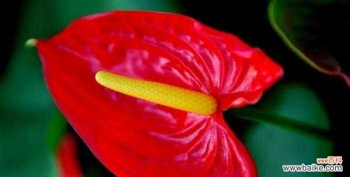 红掌花的花语和象征意义解析 红掌花的象征意义及寓意