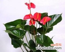 红掌花的象征意义及其在生活中的应用 红掌花语与寓意