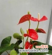 揭示红掌的寓意与风水禁忌 红掌的象征与风水之道