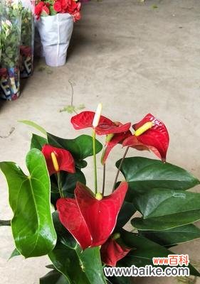 红掌花的文化涵义与传承 红掌花的象征与寓意