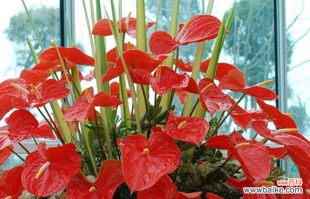 红掌花的文化涵义与传承 红掌花的象征与寓意