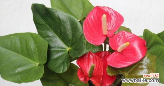 探索红掌在文化与自然中的多重象征 红掌的象征意义
