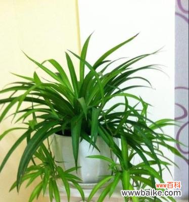 追寻生机与希望的胡杨木——风水宝藏 胡杨木的风水寓意