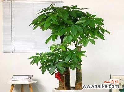 追寻生机与希望的胡杨木——风水宝藏 胡杨木的风水寓意