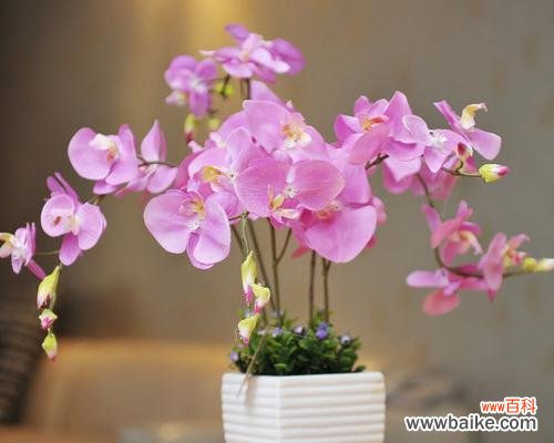 解读蝴蝶兰的象征意义与风水禁忌 蝴蝶兰