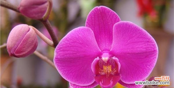 解读蝴蝶兰的象征意义与风水禁忌 蝴蝶兰