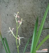 兰色的水晶花代表什么？兰色水晶花的含义是什么？