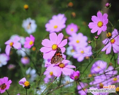 格桑花象征着什么?它如何传递快乐和幸福?