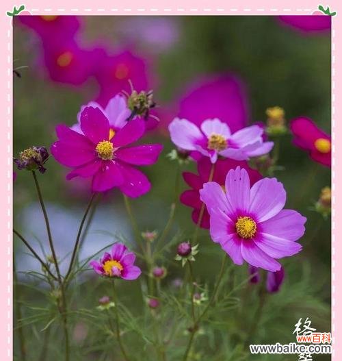 格桑花象征着什么?它如何传递快乐和幸福?