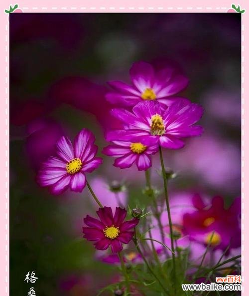 格桑花象征着什么?它如何传递快乐和幸福?