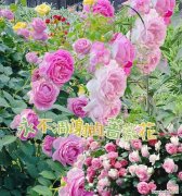 哪些花朵代表浪漫及其花语？