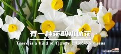 水仙花代表什么爱情？花语和寓意有哪些？