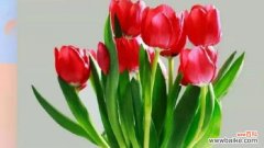 哪种花象征着好运？