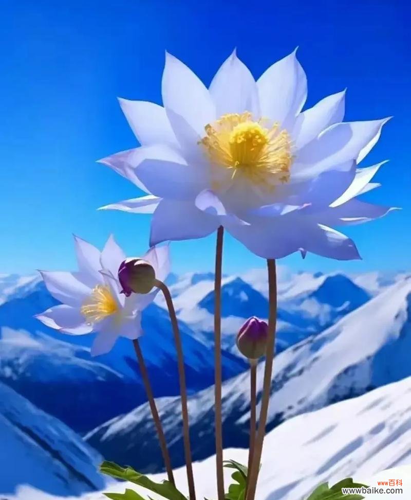 哪种花象征着好运？