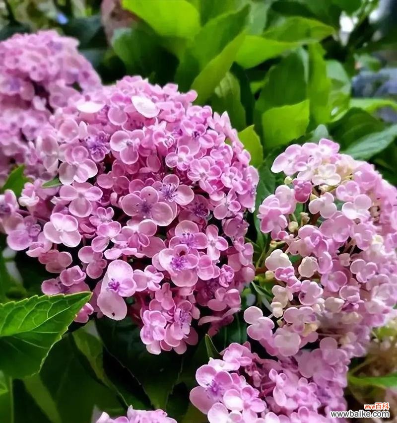 粉色一帆风顺花的寓意是什么？送这种花有何特别意义？