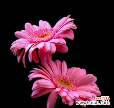 粉色一帆风顺花的寓意是什么？送这种花有何特别意义？