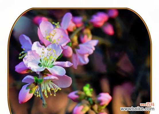 送老人什么花寓意好?选择合适的花卉表达敬意。125