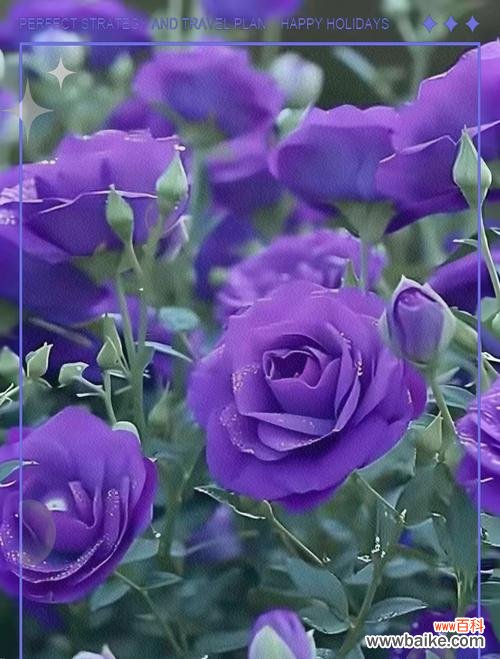 送老人什么花寓意好?选择合适的花卉表达敬意。125