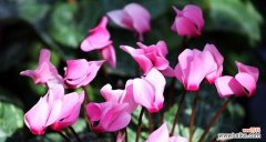 本色花通常代表什么？