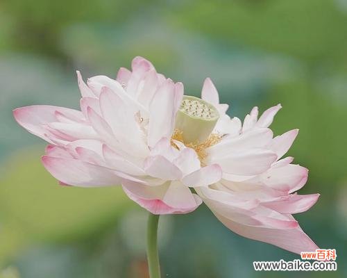 本色花通常代表什么?